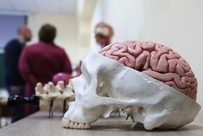 Муляж мозга