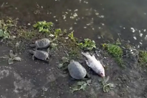 Мёртвыми черепахами и рыбой усеян берег Верхнего Покровского озера. Ситуацию прокомментировали в администрации Краснодара