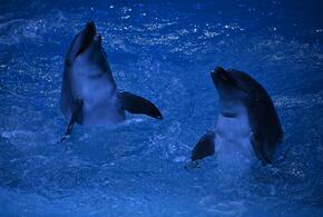 На набережной Новороссийска спасли дельфина, но это не конец истории. Горожан просят присмотреться