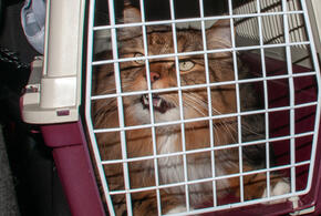 На волонтеров в Туапсе напал неадекват, обвинив девушек в «шпионаже»