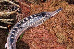 Возбуждено уголовное дело