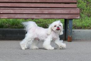 О неожиданных штрафах для владельцев собак предупредили юристы