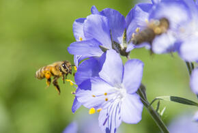 Из-за химикатов, морозов и скачков температур пасеки теряют ульи
