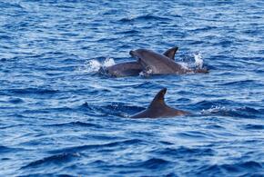 Экспедиция обследовала 35 км побережья
