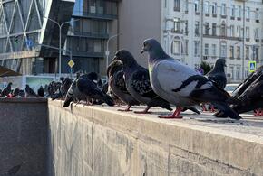 Птичьи права: чем грозит наезд на голубя водителю
