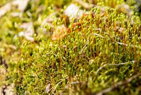 Солнечная лужайка