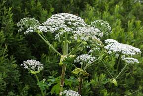 Аллергия на пыльцу