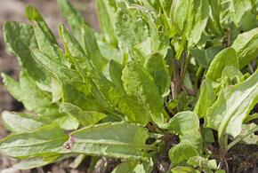 Шпинат: польза и риски — что говорит врач