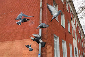 Почему УК может потребовать деньги за уборку фасадов?