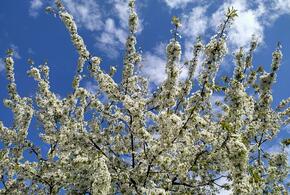 Краснодарский край ждёт 600 тысяч гостей