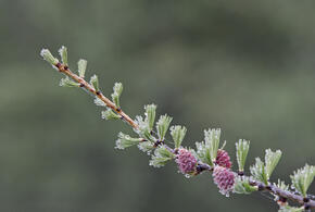 Температура опустится ниже нуля, земля покроется инеем: на Кубани прогнозируют заморозки