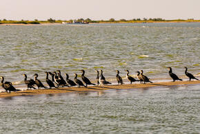 Учёные раскрыли, сколько нефти скрывается на дне Азовского моря