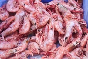 Личинки перемещаются вместе с кораблями