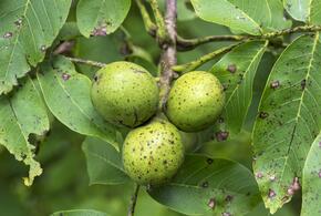 36 саженцев разных сортов высадили учёные вместе со школьниками в рамках грантового проекта Кубанского научного фонда