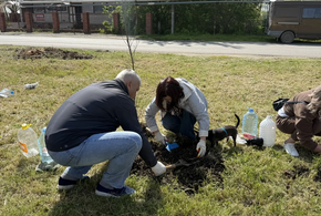 В Краснодаре заложили Аллею памяти героев СВО. Высажено больше 40 деревьев