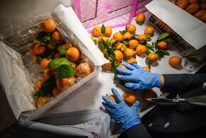 В Краснодарский край привезли мандарины, покрытые живыми личинками, но возвращать груз не стали