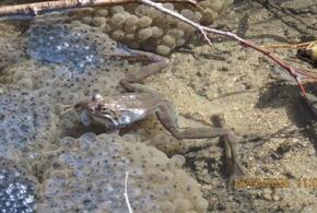 Реликтовые амфибии