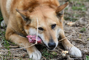 Очередной жертвой агрессивных псов стала женщина