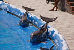 Зоозащитники бьют тревогу и просят спасти морских артистов