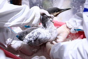 Депутат Госдумы от Краснодарского края передал животным корм, моющие средства и оборудование