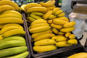 В Сочи собрали первый урожай бананов