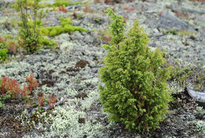 В уникальном заповеднике возле Анапы кто-то  начал стройку. Но ведь территория с реликтовыми можжевелово-фисташковыми лесами принадлежит государству