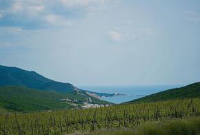 Виноградники Кубани