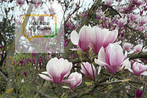 Как ни странно, верный путь к спасению от сезонного обострения может лежать через кишечник