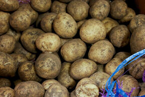 Заражённый картофель из Египта завезли в Краснодарский край
