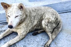 Жуткая ситуация в Туапсе: люди молят о помощи для животных, погибающих в мазуте