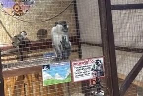 Мартышки без документов: в одном из зоопарков Кубани держали животных без лицензии