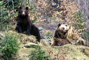 Голодные медведи выходят к людям целыми семьями: таёжные хищники запугали уже целые посёлки