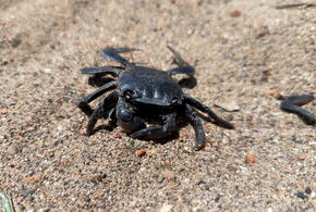 Азовское море захватывает чужеродный всеядный грязевой краб, из-за него может сократиться число мидий
