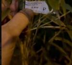 «Это минимум лям!»: Андрея Григорьева-Аполлонова поразила стоимость саженцев бамбука на улице в Сочи