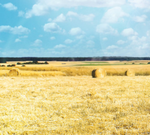 Потери урожая пшеницы могут составить 15%
