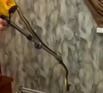 На Кубани ядовитая змея целый год прожила в доме и превратила жизнь хозяйки в кошмар