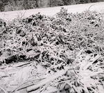 Неужели это случится на Новый год? Сильный снегопад и жуткий гололед обещают синоптики в Краснодаре в ближайшие дни