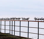 Украина назвала удары ВСУ по КТК в Новороссийске самообороной