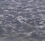 Десятки тонн рыбы погибли в реке Ея в Краснодарском крае  — власти бездействуют