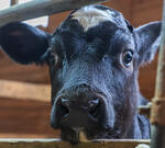 Фермерское хозяйство в Краснодарском крае использовало инфицированных животных для воспроизводства стада