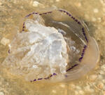 В воде зафиксированы экстремальные показатели