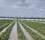 2500 за килограмм: дожди потопили клубничные плантации на Кубани. Этим летом лакомство позволят себе только богачи?