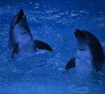 На набережной Новороссийска спасли дельфина, но это не конец истории. Горожан просят присмотреться