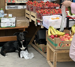 Новороссийск станет примером доброты к животным? В городе хотят установить автоматические кормушки для кошек и собак