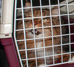 Пассажир отсудил у авиакомпании 100 тысяч за смерть своей кошки на борту