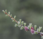 Температура опустится ниже нуля, земля покроется инеем: на Кубани прогнозируют заморозки