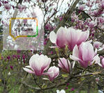 Как ни странно, верный путь к спасению от сезонного обострения может лежать через кишечник